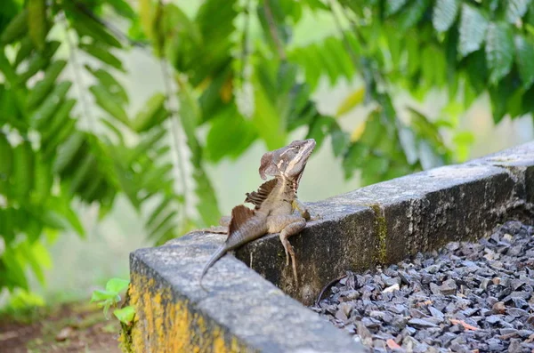 Kosta Rika Kahverengi Basilisk Kertenkelesi — Stok fotoğraf