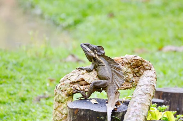 Brown Basilisk Lizard Costa Rica — Stock Photo, Image