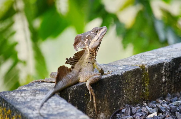 Kosta Rika Kahverengi Basilisk Kertenkelesi — Stok fotoğraf