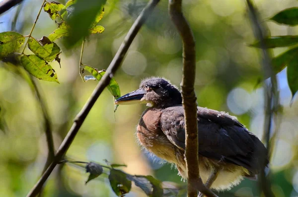 Bateau Facturé Héron Dans Marais Mangrove Fortuna Costa Rica — Photo