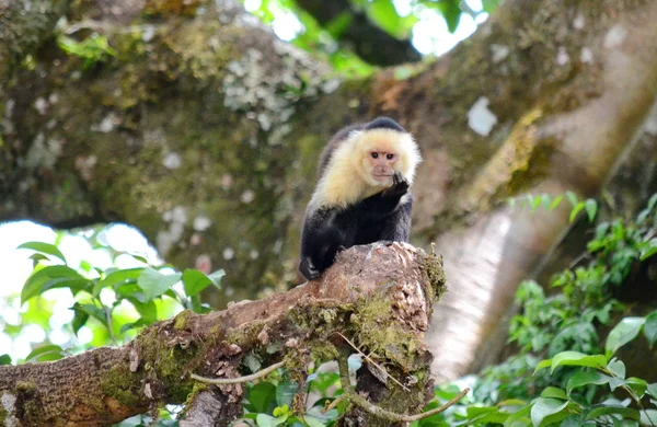 Singe Capucin Tête Blanche Dans Nature Costa Rica — Photo