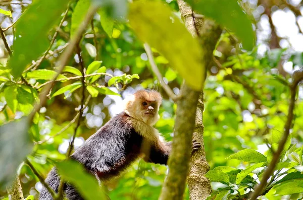 Macaco Prego Cabeça Branca Natureza Costa Rica — Fotografia de Stock