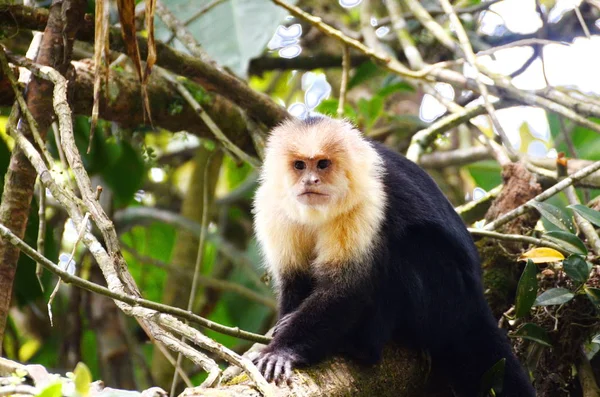 Macaco Prego Cabeça Branca Natureza Costa Rica — Fotografia de Stock