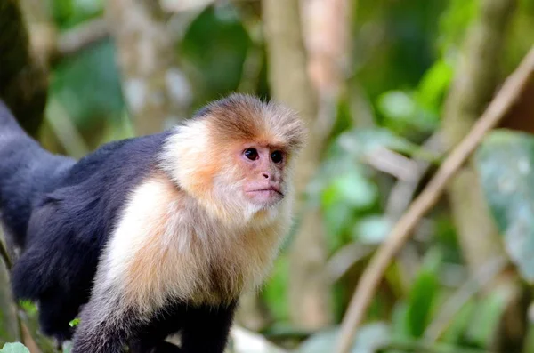 Singe Capucin Tête Blanche Dans Nature Costa Rica — Photo