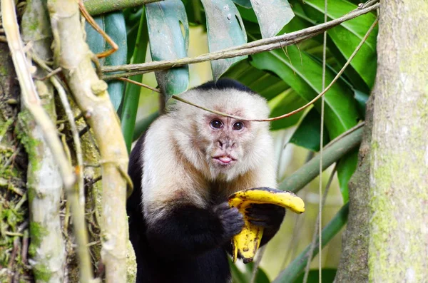 Macaco Prego Cabeça Branca Natureza Costa Rica — Fotografia de Stock