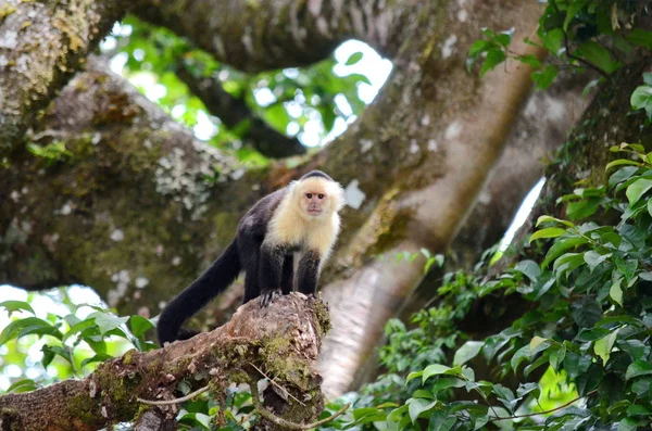 Singe Capucin Tête Blanche Dans Nature Costa Rica — Photo