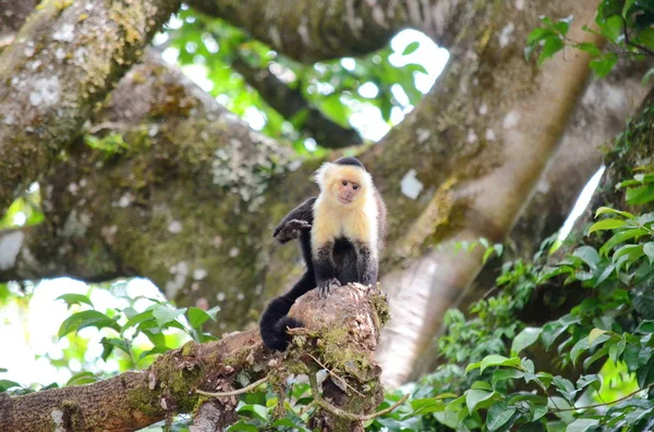 White Headed Capuchin Monkey Wild Costa Rica — Stock Photo, Image