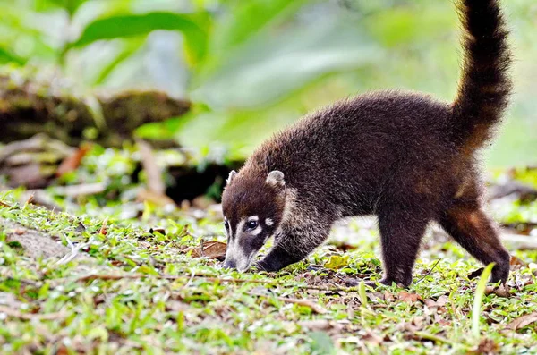 Wilder Nasenbär Costa Rica — Stockfoto