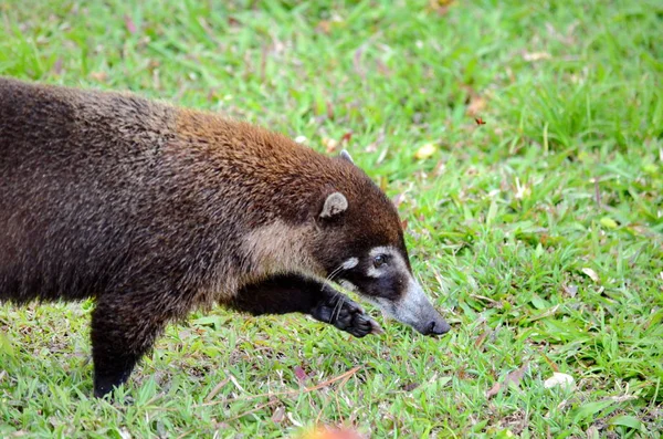 Wild Coati Costa Rica — Photo