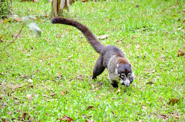 Wild Coati Costa Rica — Photo