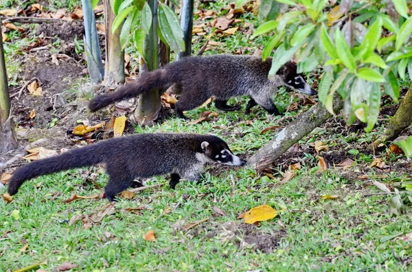 Wilder Nasenbär Costa Rica — Stockfoto