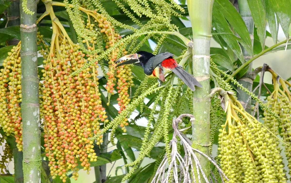 Collier Aracari Dans Nature Costa Rica — Photo