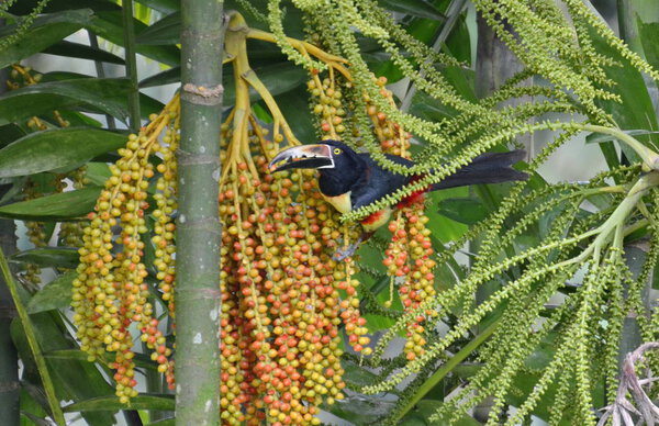 Аракари в дикой природе в Коста-Рике
