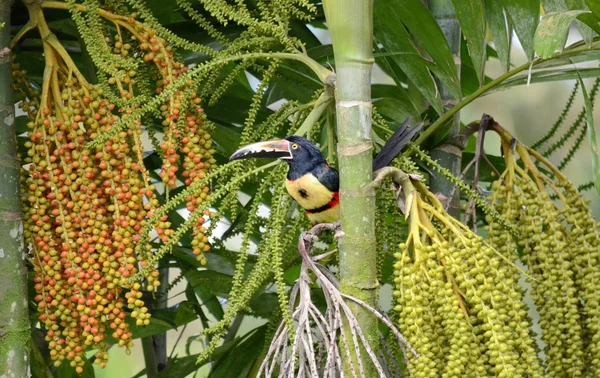 Collier Aracari Dans Nature Costa Rica — Photo