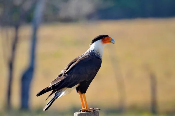 Crested Caracara Sitting Fence Post Costa Rica — 图库照片