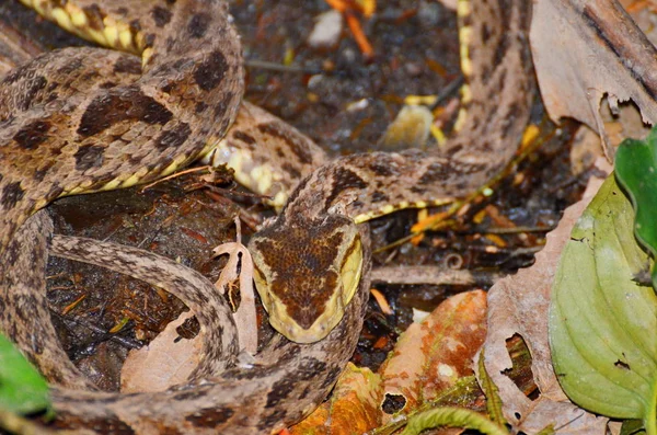 Fer Lance Schlange Freier Wildbahn Costa Rica — Stockfoto