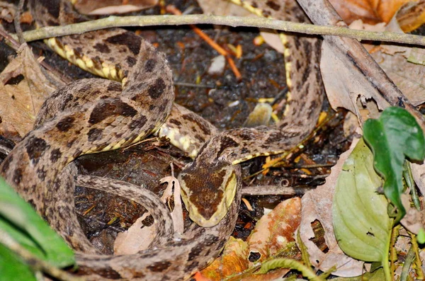Serpiente Fer Lance Naturaleza Costa Rica —  Fotos de Stock
