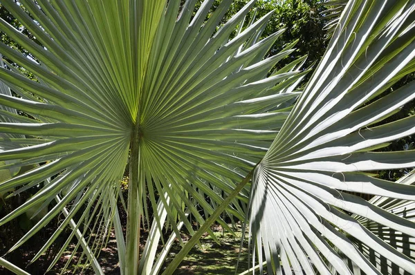 Foglia Palma Ventilatore Costa Rica — Foto Stock