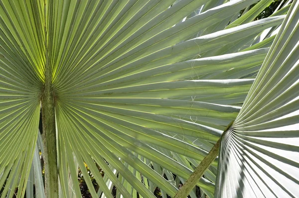 Fan Palm Frond Costa Rica — Photo