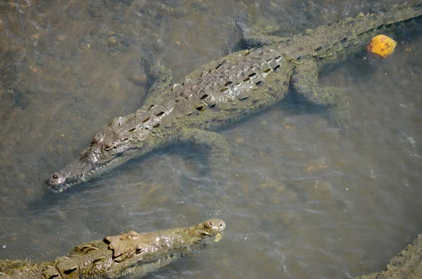 Wild American Crocodiles Rio Tarcoles River Costa Rica — Stock Photo, Image