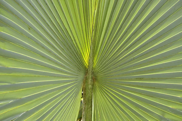 哥斯达黎加的扇棕榈叶 — 图库照片