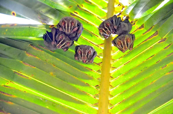 Σκηνικές Νυχτερίδες Που Κρέμονται Από Φύλλα Φοίνικα Κόστα Ρίκα — Φωτογραφία Αρχείου