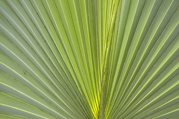 Fan Palm Frond Costa Rica — Photo