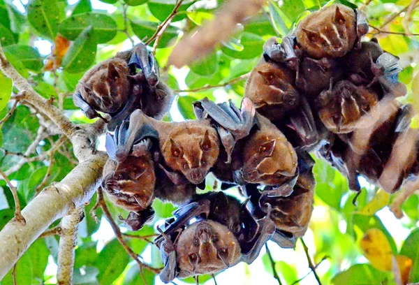 Chauves Souris Fabriquant Des Tentes Dans Nature Costa Rica — Photo