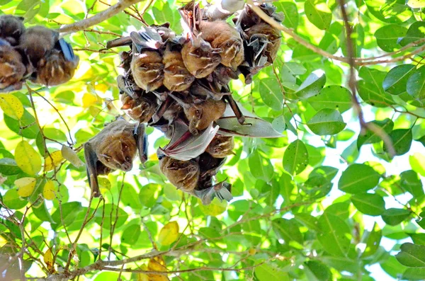 Pipistrelli Tende Natura Costa Rica — Foto Stock