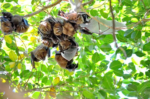 Zeltmachende Fledermäuse Freier Wildbahn Costa Rica — Stockfoto