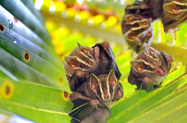 Σκηνικές Νυχτερίδες Στη Φύση Κόστα Ρίκα — Φωτογραφία Αρχείου