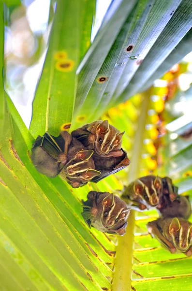 Barracas Alajuela Costa Rica — Fotografia de Stock