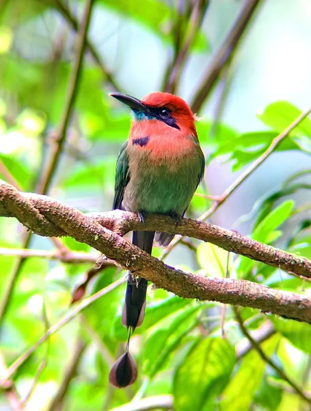 Motmot Bec Large Costa Rica — Photo