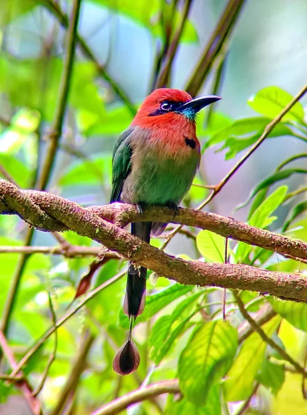 Motmot Bec Large Costa Rica — Photo