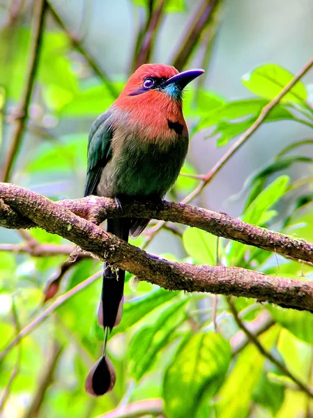 Motmot Bec Large Costa Rica — Photo