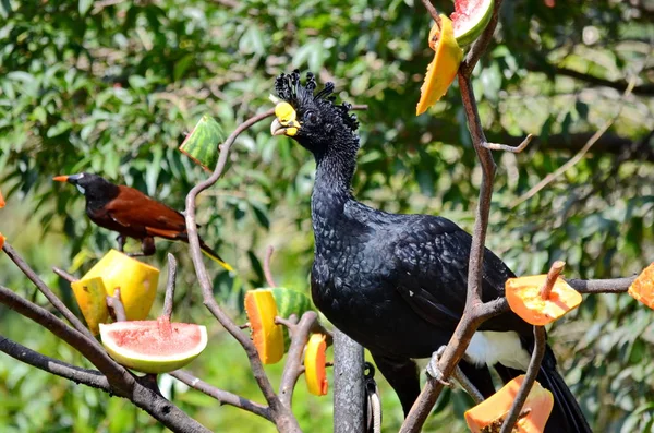 Große Curassow Männlich Costa Rica — Stockfoto