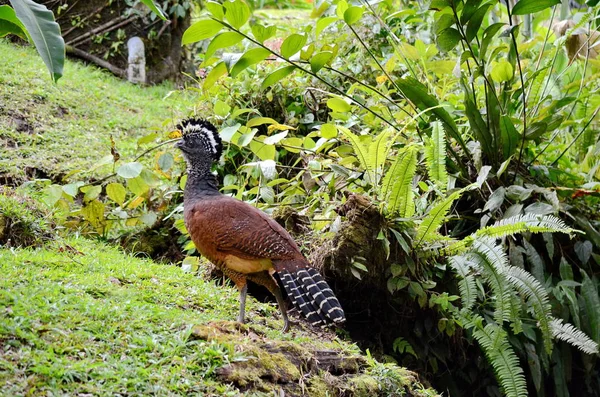 Grande Courbature Femelle Costa Rica — Photo