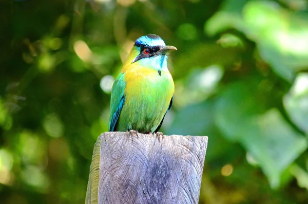 Motmot Leçon Momotus Coeruliceps Costa Rica — Photo