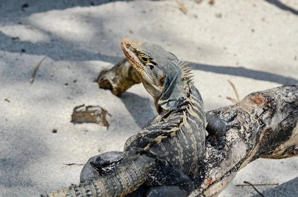 Iguana Dalla Coda Spinosa Nera Lungo Spiaggia Dell Oceano Costa — Foto Stock