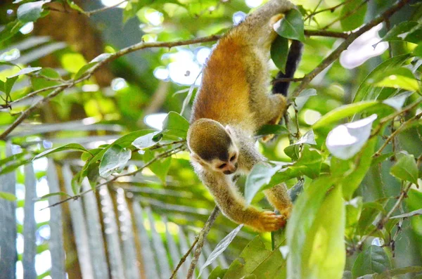 Eichhörnchen Affen Dschungel Von Costa Rica — Stockfoto