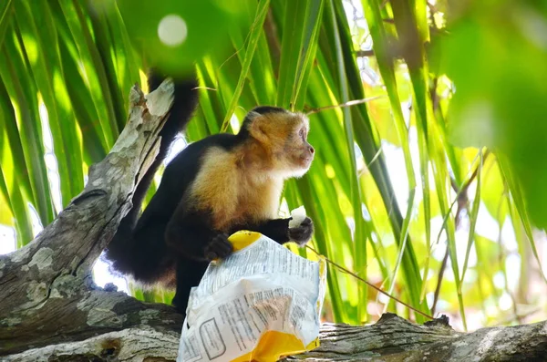 Singe Capucin Sauvage Avec Sac Croustilles Costa Rica — Photo