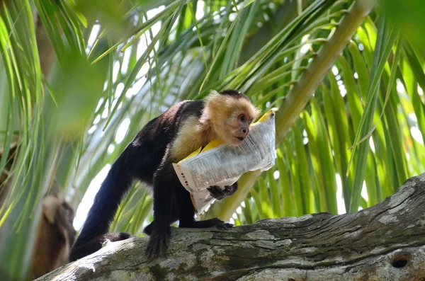Macaco Capuchinho Selvagem Com Saco Batatas Fritas Costa Rica — Fotografia de Stock