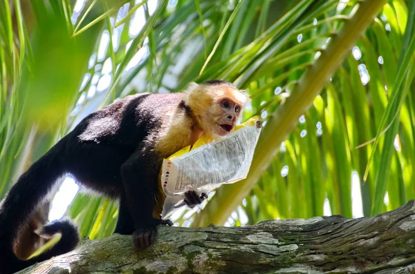 Macaco Capuchinho Selvagem Com Saco Batatas Fritas Costa Rica — Fotografia de Stock