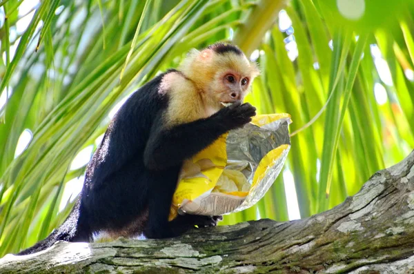 Macaco Capuchinho Selvagem Com Saco Batatas Fritas Costa Rica — Fotografia de Stock