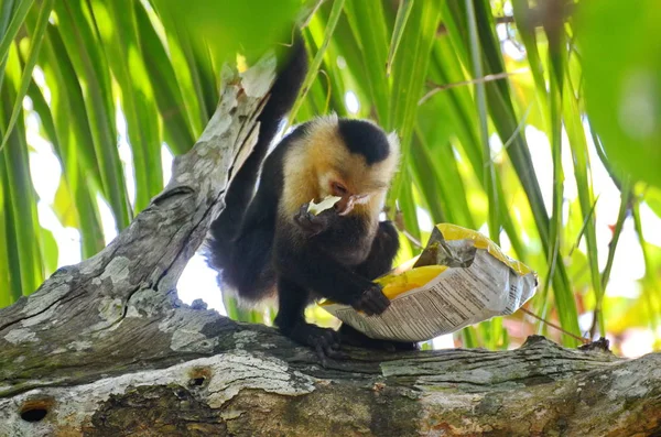 Macaco Capuchinho Selvagem Com Saco Batatas Fritas Costa Rica — Fotografia de Stock
