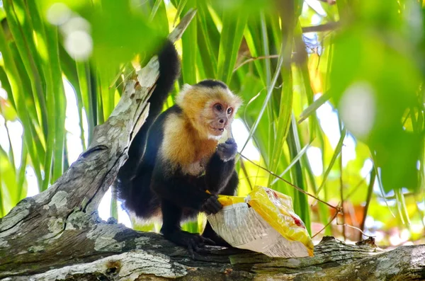 Macaco Capuchinho Selvagem Com Saco Batatas Fritas Costa Rica — Fotografia de Stock