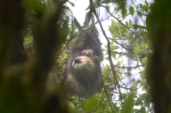 Трёхпалый Ленивец Дикой Природе Коста Рики — стоковое фото