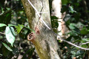 Kosta Rika 'da Dar Kafalı Ağaç Kurbağası