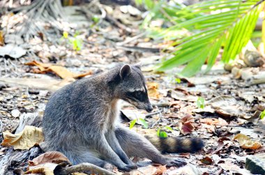 Kosta Rika sahilinde dinlenen rakun.
