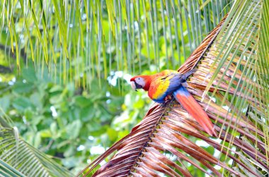 Kosta Rika 'da Vahşi Kızıl Macaw
